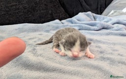 Mixed Breed cats for sale: 5 Kittens - Black, White, and Grey - Image 4