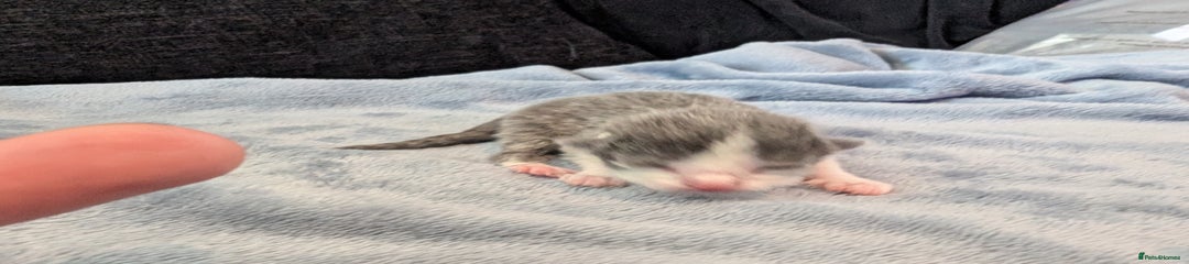 Grey Tuxedo