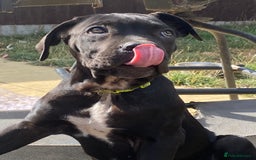 Cane Corso dogs for sale: Big Pure Cane Corso Puppies Ready Now!  - Image 10