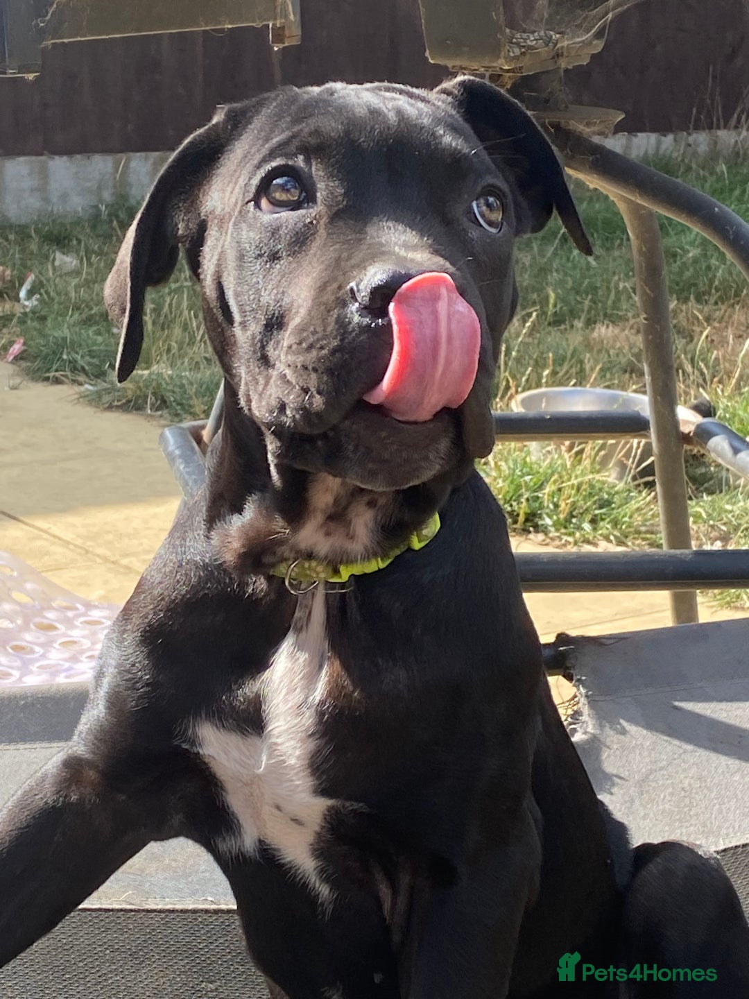 Cane Corso dogs for sale: Big Pure Cane Corso Puppies Ready Now!  - Image 10