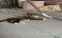Mixed Breed cats for sale: Little dolly - Image 1