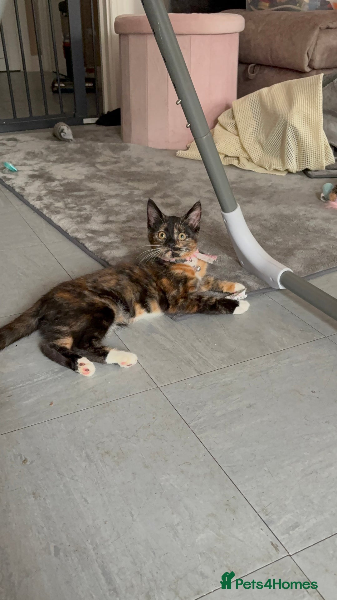 Mixed Breed cats for sale: Little dolly - Image 1