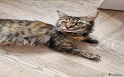 Mixed Breed cats for sale: 4 beautiful kittens  - Image 13
