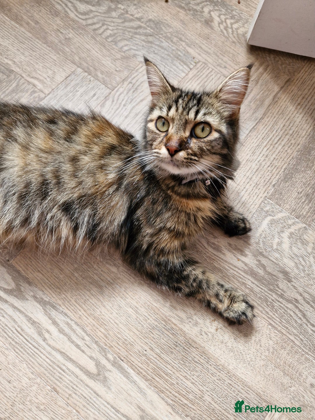 Mixed Breed cats for sale: 4 beautiful kittens  - Image 13