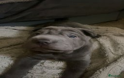 Shar Pei dogs for sale: 2 beautiful full shar pei boys !!!  - Image 12