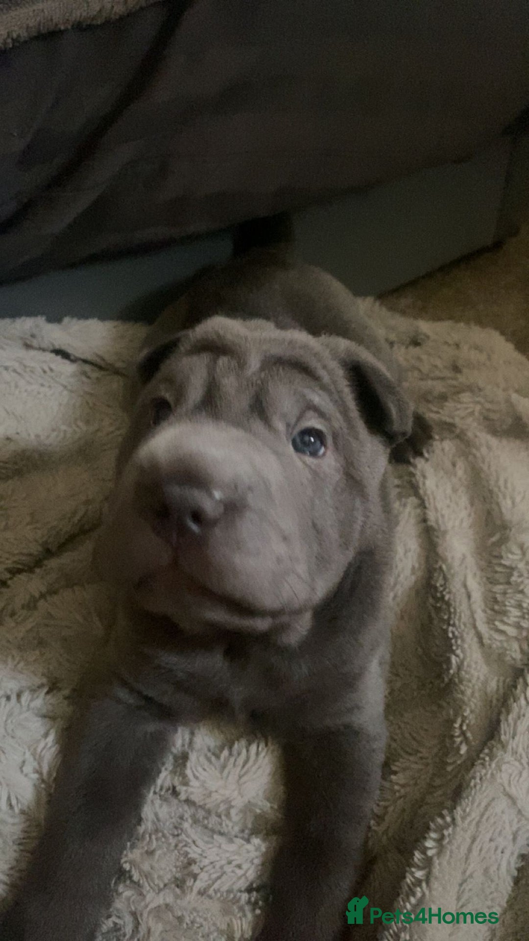 Shar Pei dogs for sale: 2 beautiful full shar pei boys !!!  - Image 12