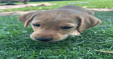 Labrador Retriever dogs in Hereford - Advert 3