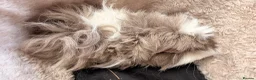 Guinea Pig rodents for sale: LOVELY BABY GUINEA PIGS - Advert 17