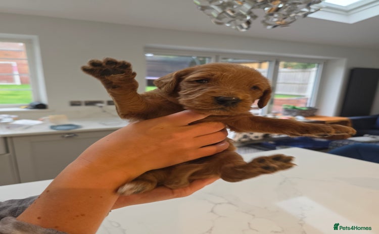 Labradoodle dogs - Advert 2
