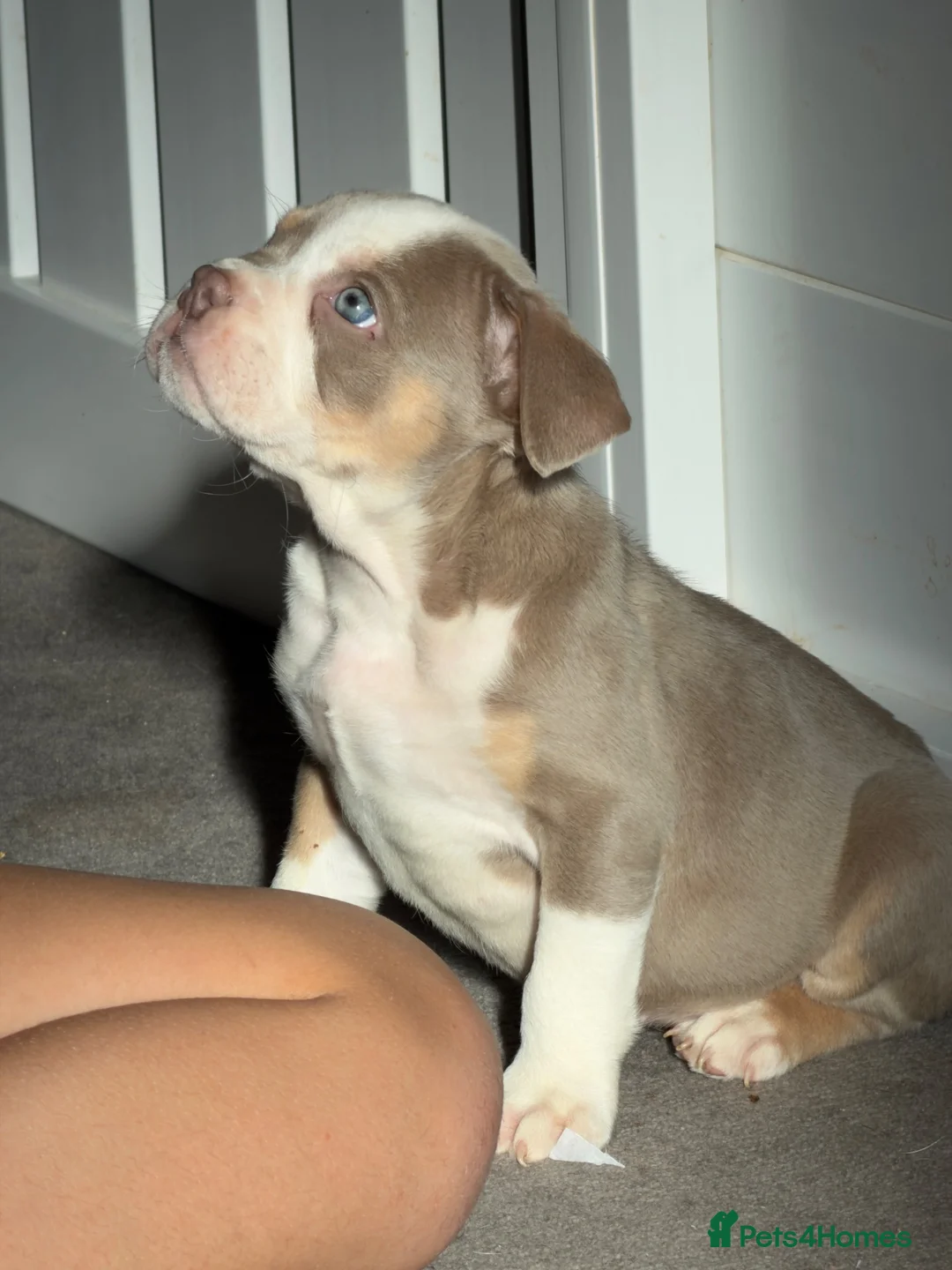 English Bulldog dogs for sale: English bulldog puppys in Coalville - Advert 2