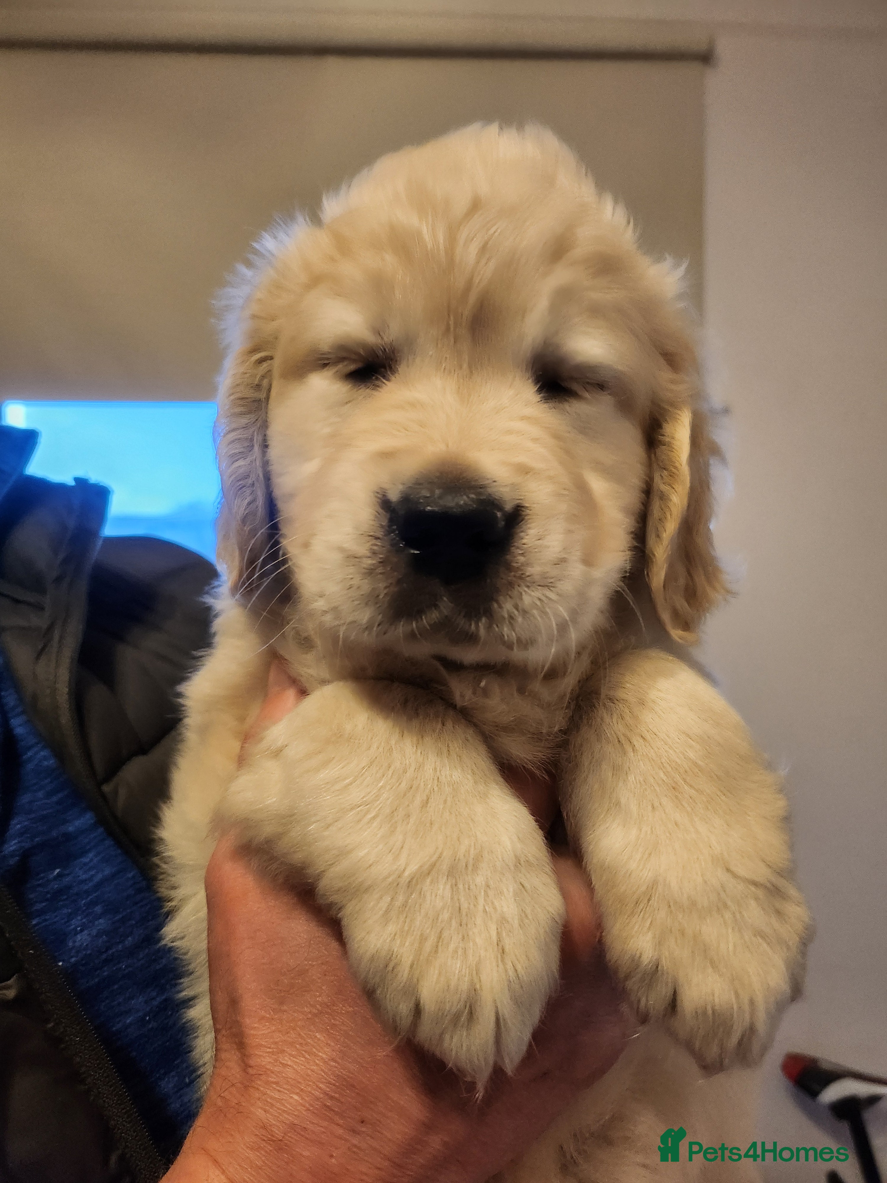 Golden Retriever dogs KC Registered Golden Retriever Glasgow  - Advert 2
