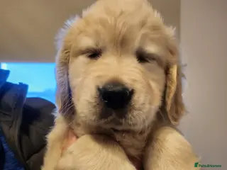 Golden Retriever dogs KC Registered Golden Retriever Glasgow - Advert 2
