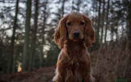 Cocker Spaniel dogs for sale: The Perfect Mix Cocker Puppies Working x Show  - Image 2
