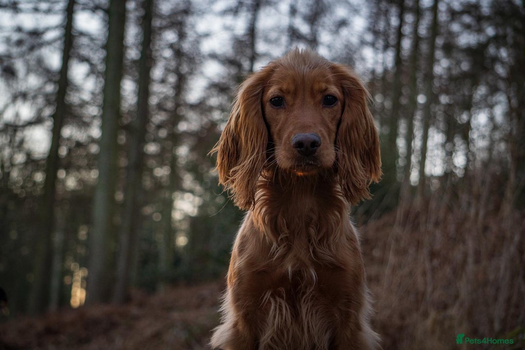 Cocker Spaniel dogs for sale: The Perfect Mix Cocker Puppies Working x Show  - Image 2