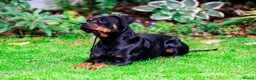 Rottweiler dogs for sale: Female Rottweiler/ Fully Trained/ Family Friendly - Advert 5