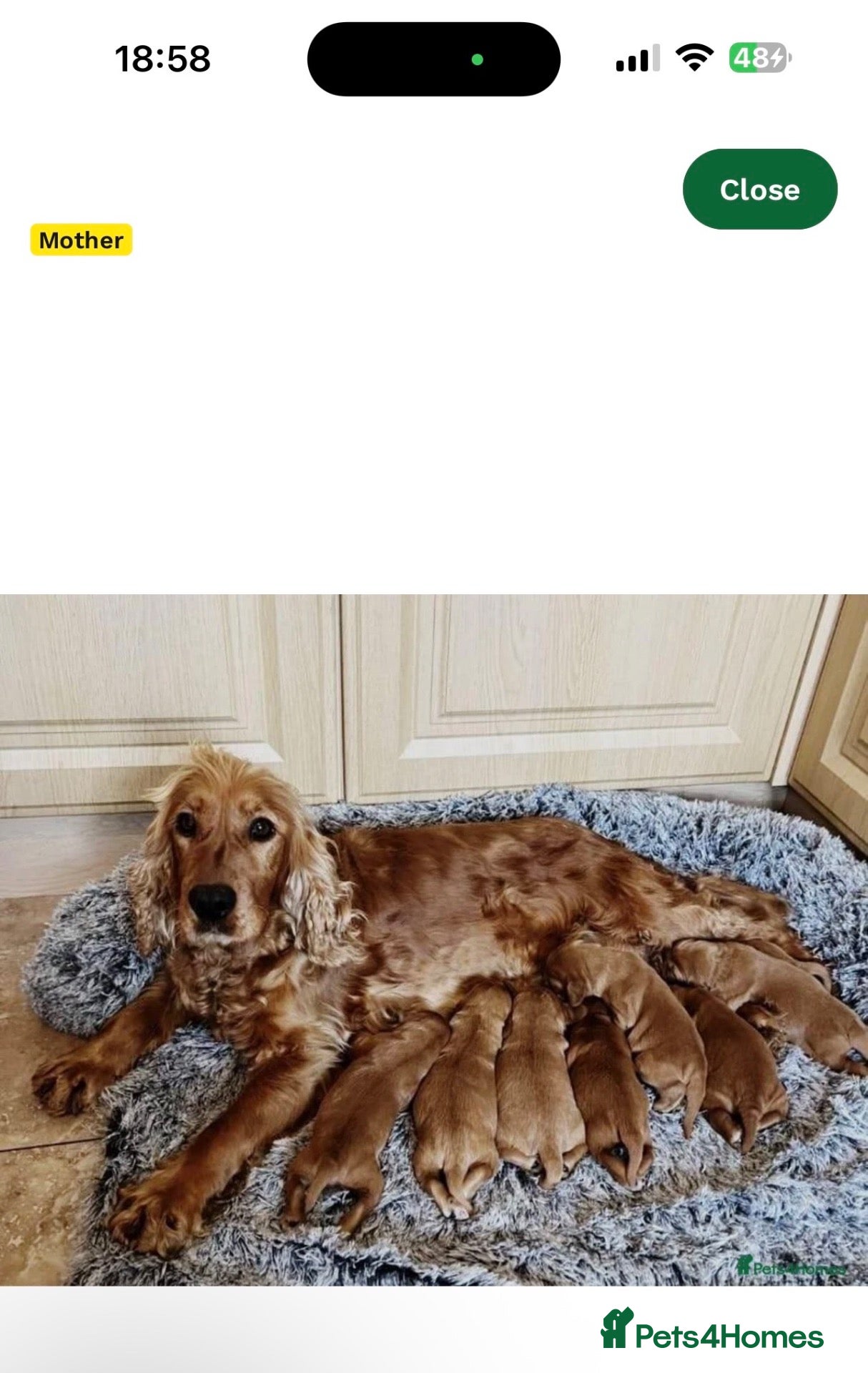 Cocker Spaniel dogs for sale: Cocker spaniel  - Advert 1