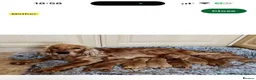 Cocker Spaniel dogs for sale: Cocker spaniel  in Wednesbury - Advert 1
