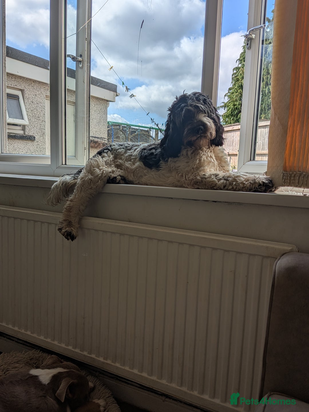 Mixed Breed dogs for sale: Cockapoo x labradoodle  - Advert 1