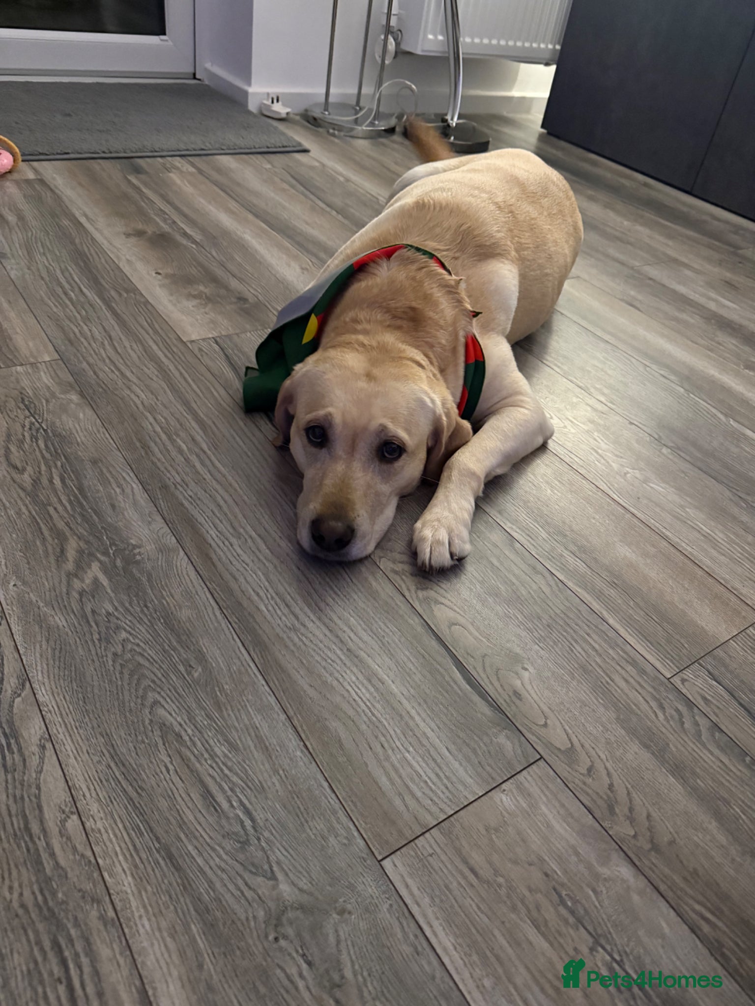 Labrador Retriever dogs 5 Year Old Labrador Looking for a New Home - Advert 1