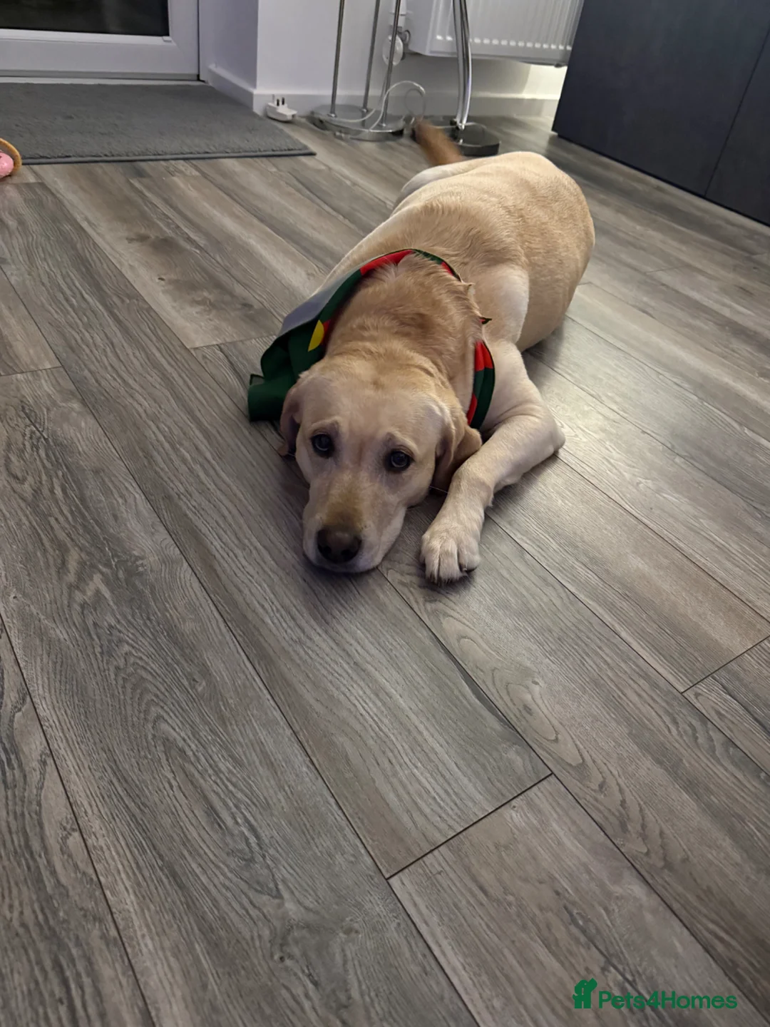 Labrador Retriever dogs for sale: 5 Year Old Labrador Looking for a New Home - Advert 1