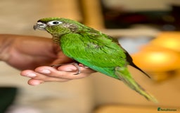 Parrots birds for sale: Adorable Hand-Reared Baby Conures – 10 Weeks Old - Image 6