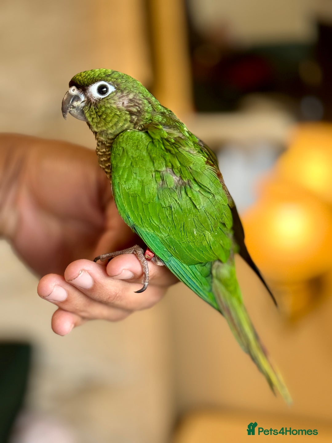Parrots birds for sale: Adorable Hand-Reared Baby Conures – 10 Weeks Old - Image 6