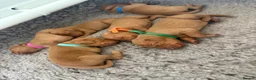Hungarian Vizsla dogs for sale: Outstanding KC Registered Hungarian Vizsla Puppies - Advert 8