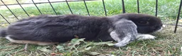 Mini Lop rabbits for sale: Gorgeous Mini lops child friendly  - Advert 3