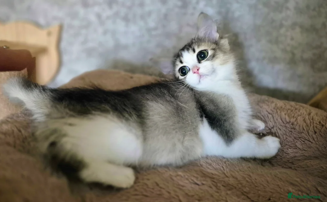 Munchkin cats for sale: Munchkin × British Longhair  - Advert 10