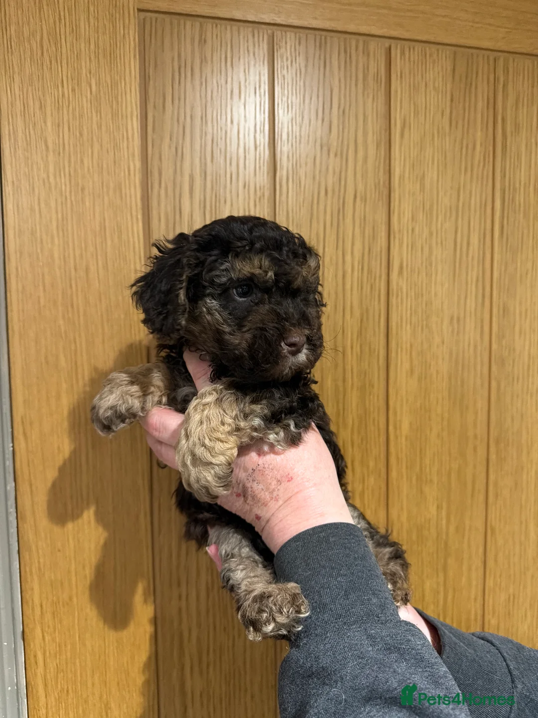 Double Doodle dogs for sale: Miniature double doodle puppies in Chard - Advert 2