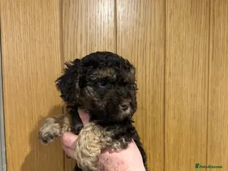 Double Doodle dogs Miniature double doodle puppies - Advert 2