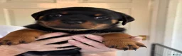 Rottweiler dogs for sale: Rottweiler puppies - Advert 28