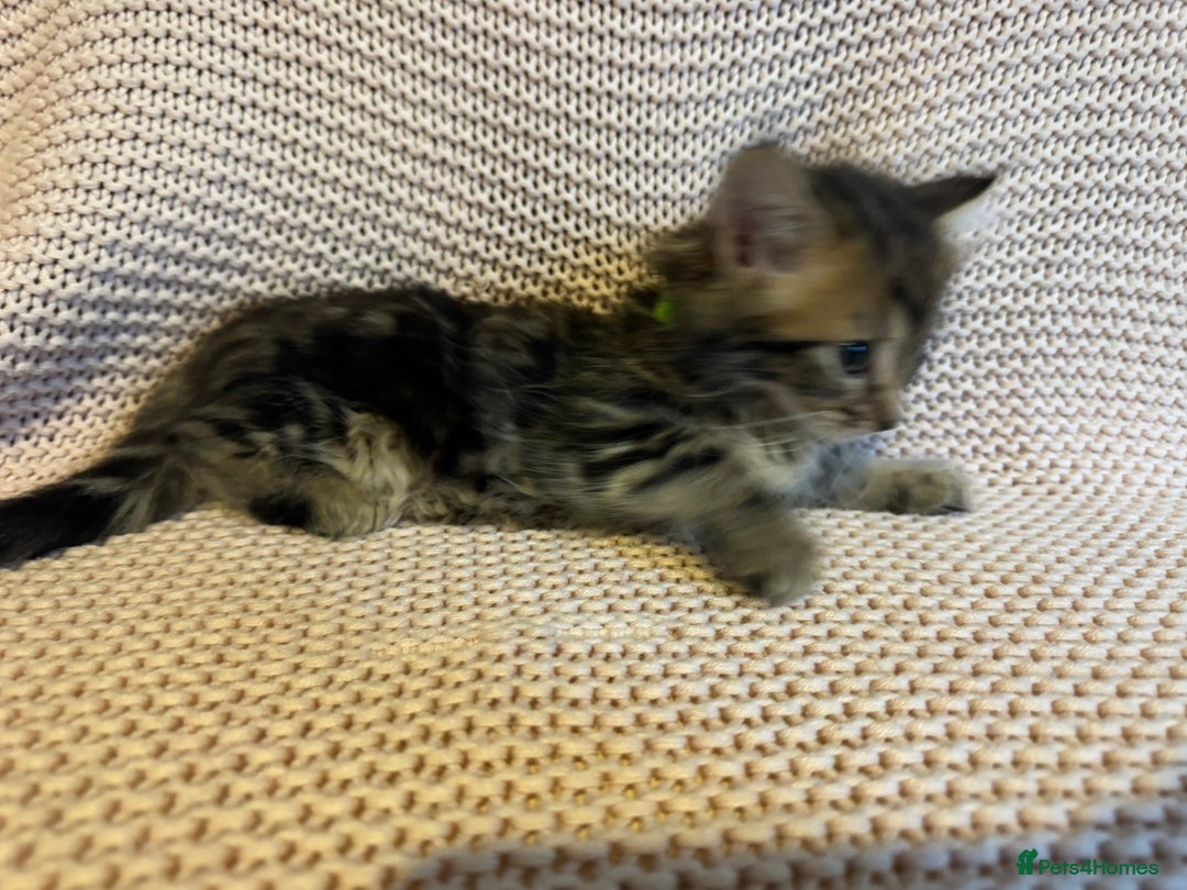 Maine Coon cats for sale: Maine Coon Bengal Cross - Advert 7