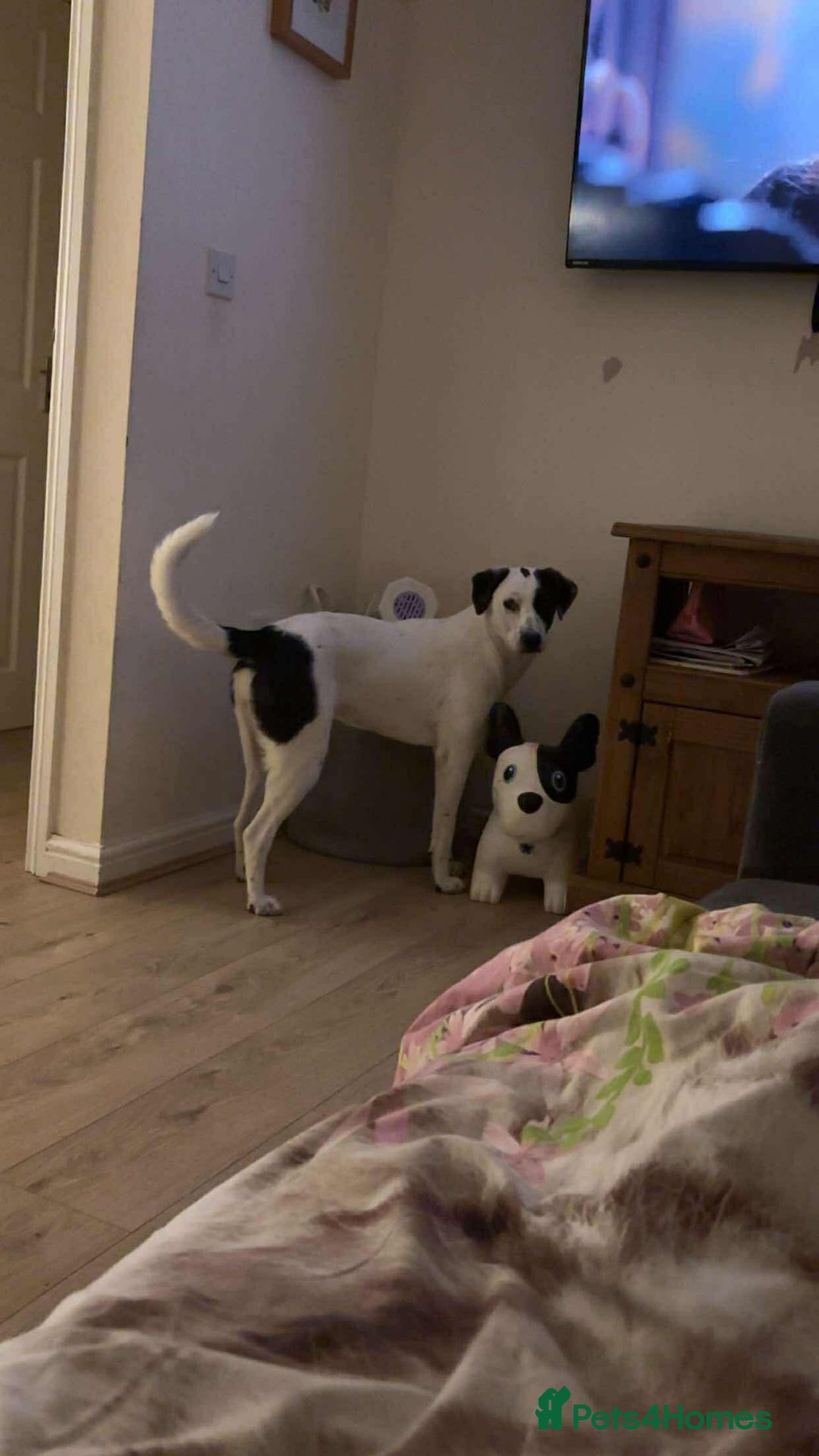 Mixed Breed dogs for adoption: 10 Month Old Clover is looking for a forever home  - Image 6