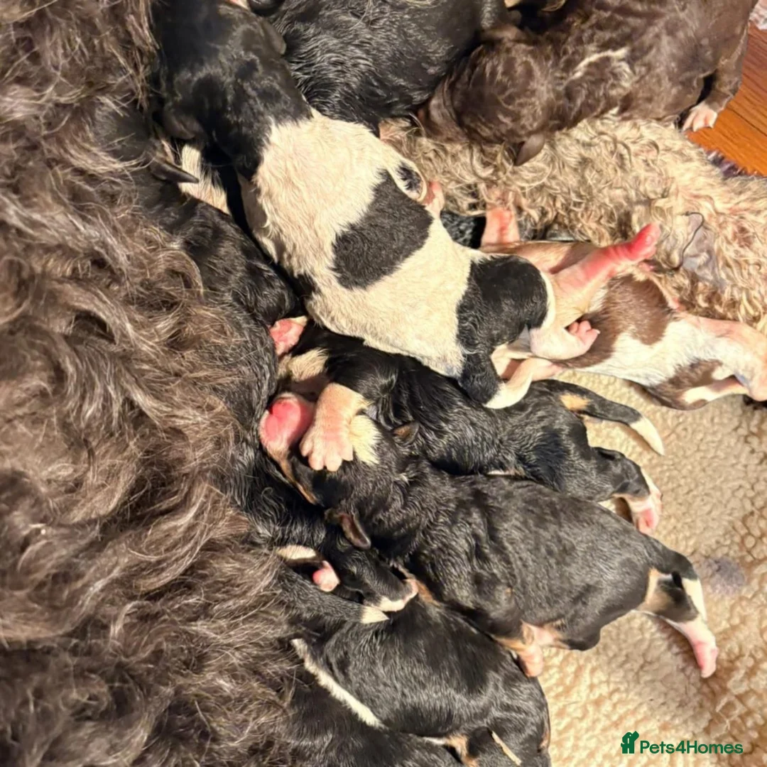 Bernedoodle dogs for sale: 6 medium size bernedoodle puppies boys - Advert 2