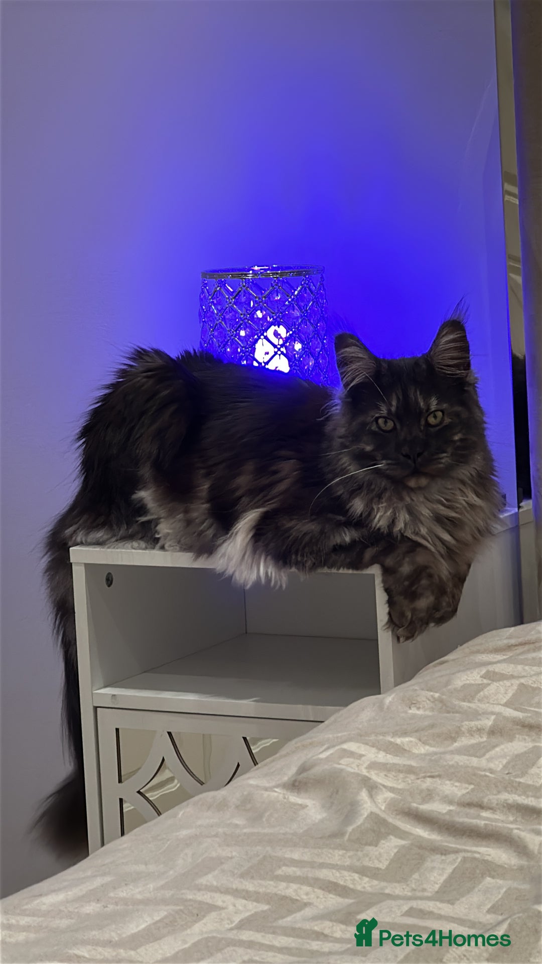 Maine Coon cats for sale: Looking for a new home - Advert 4
