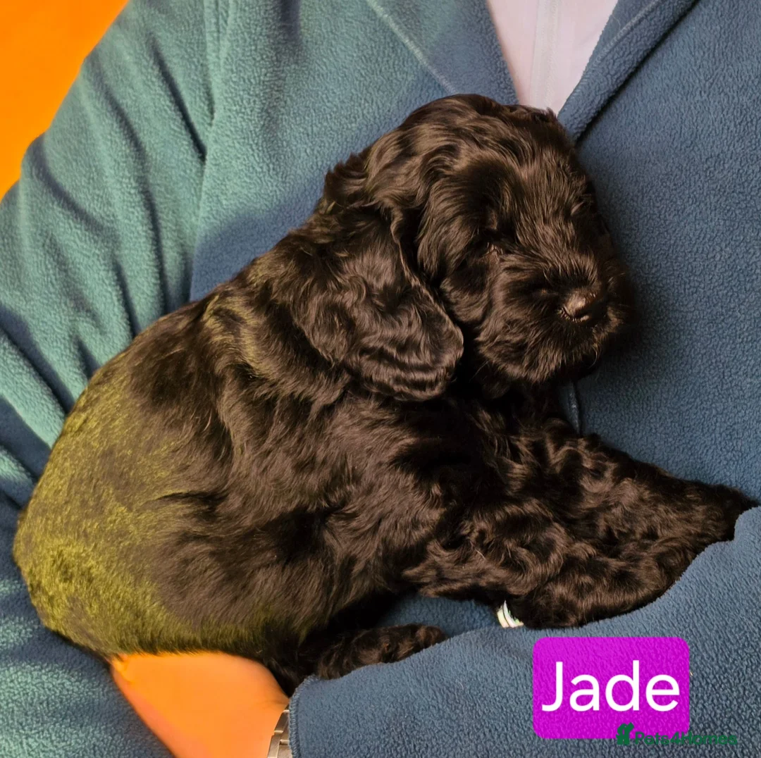 Cockapoo dogs for sale: Stunning cockapoo puppies for sale - Advert 2