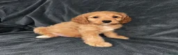 Cavapoo dogs for sale: A beautiful little of Cavapoo puppies  - Advert 5