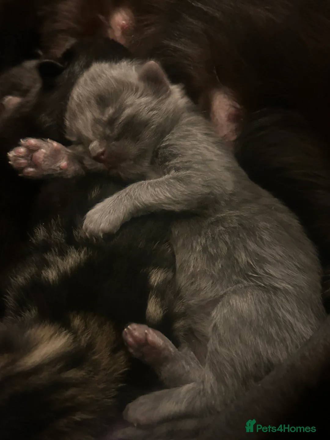 Mixed Breed cats for sale: Black Calico Tabby X American Wirehair Tabby - Advert 2