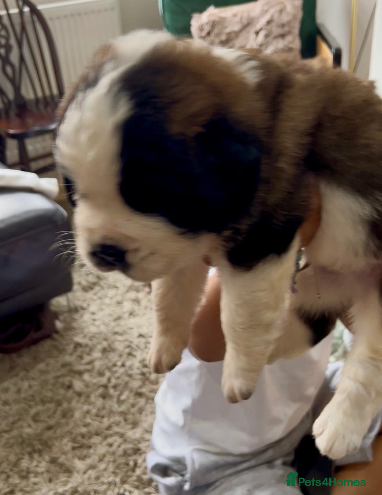 Saint Bernard dogs Beautiful KC registered show quality Puppies.  - Advert 2