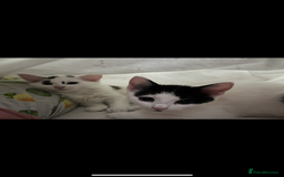 British Shorthair cats for sale: Two sweet siblings looking for forever home - Image 1