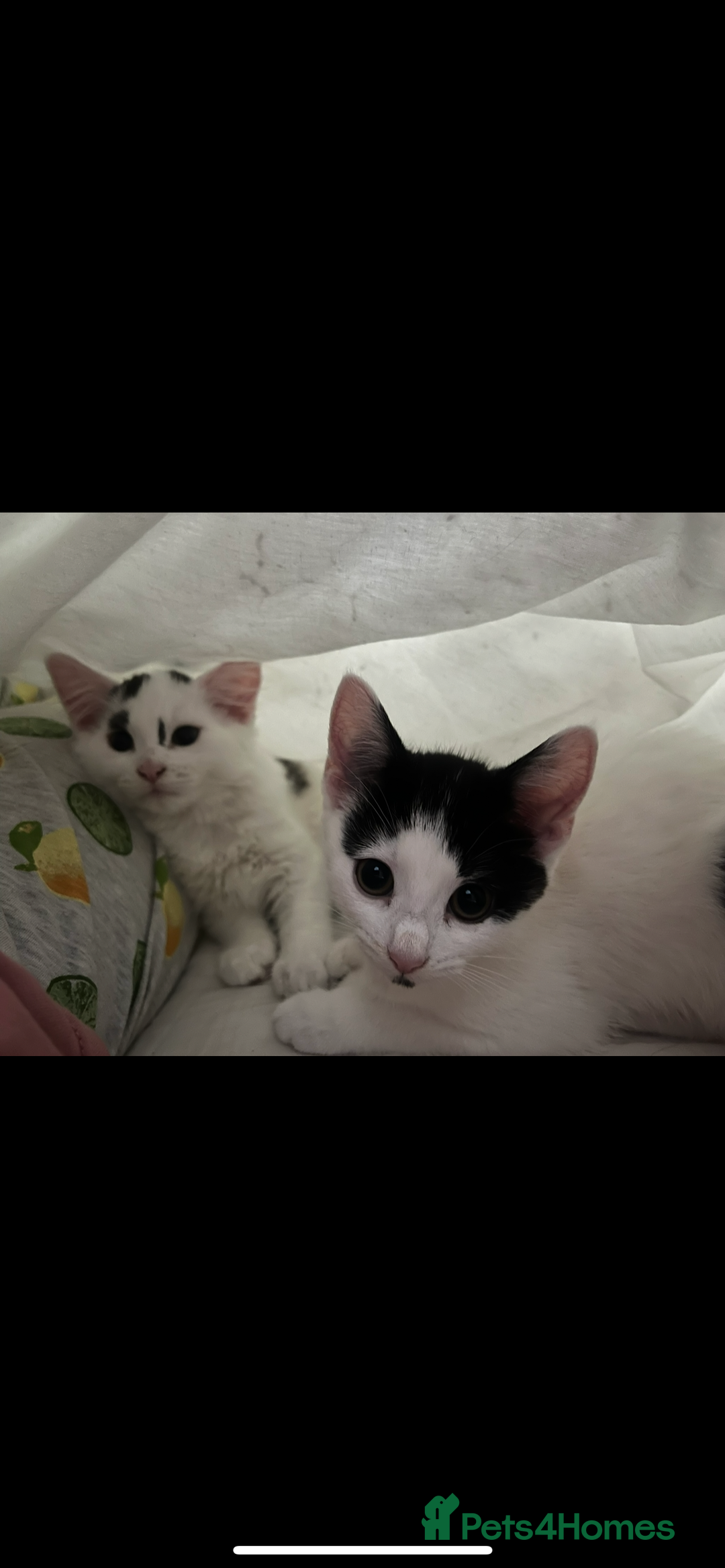 British Shorthair cats for sale: Two sweet siblings looking for forever home - Image 1