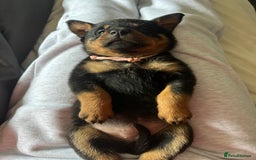 Rottweiler dogs for sale: Beautiful Rottweiler pups  - Image 37