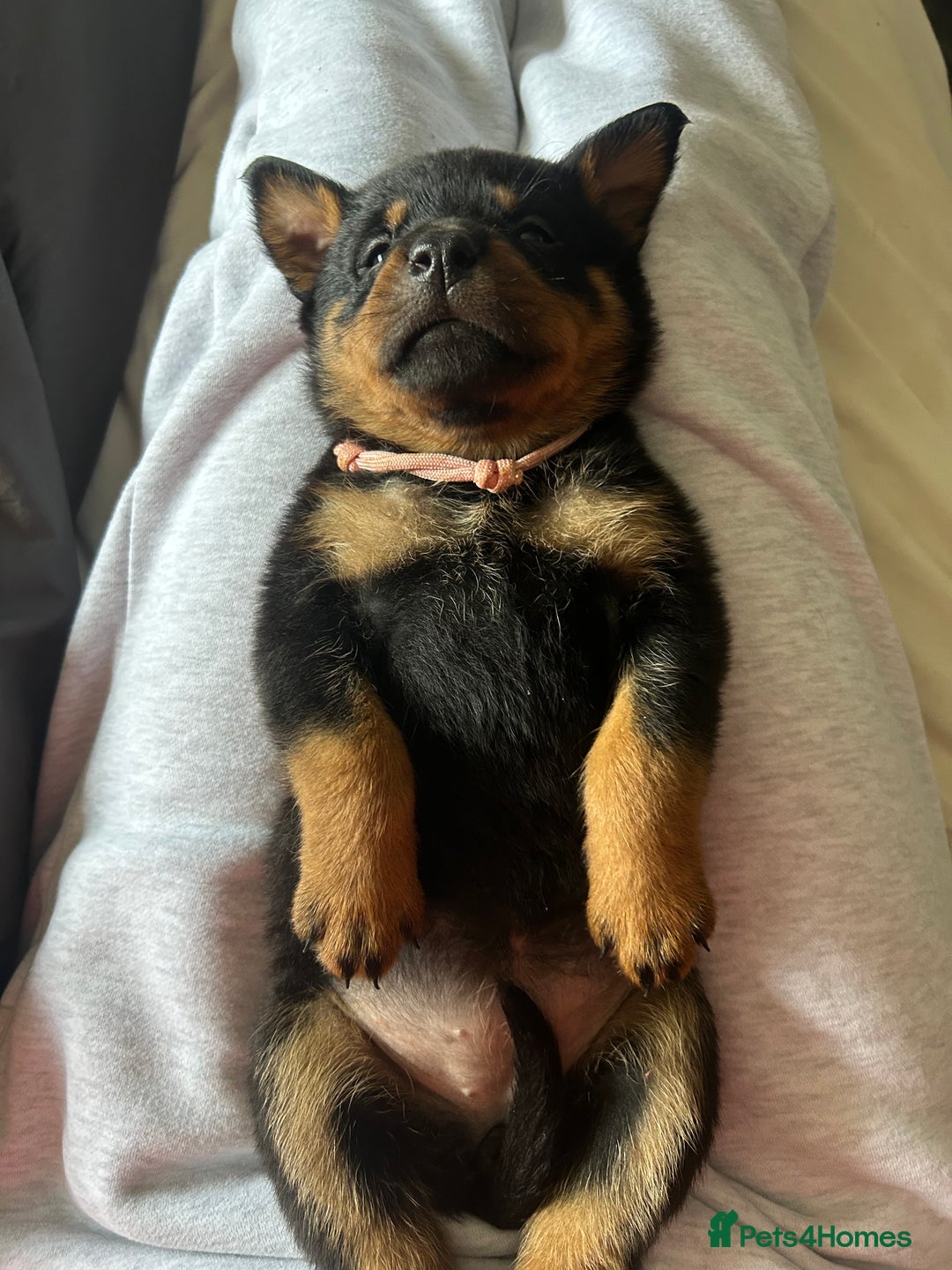 Rottweiler dogs for sale: Beautiful Rottweiler pups  - Image 37