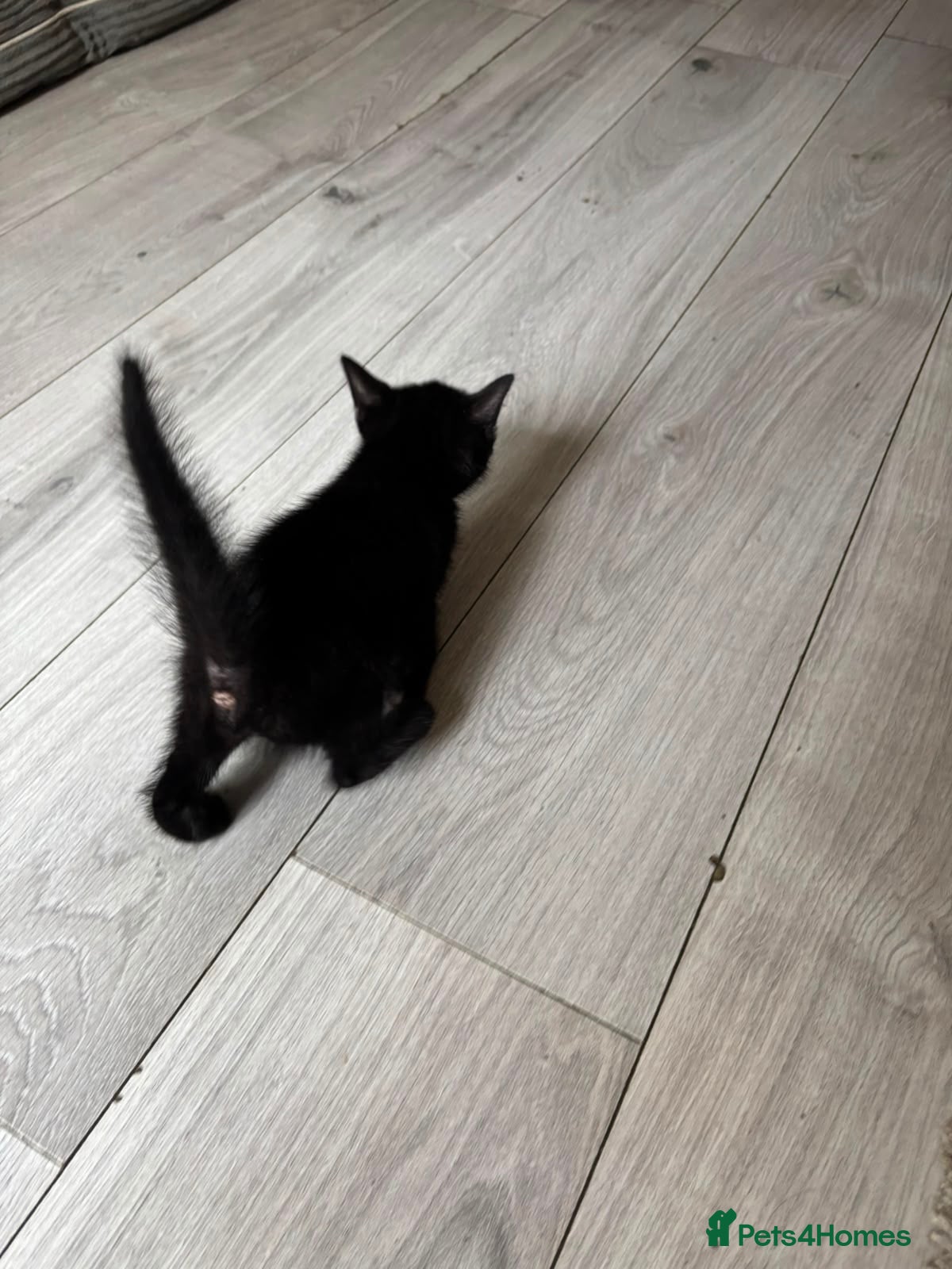 Mixed Breed cats for sale: 4 adorable kittens - Advert 12