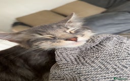 Mixed Breed cats for sale: Long haired Silver tabby and foster kitten - Image 9