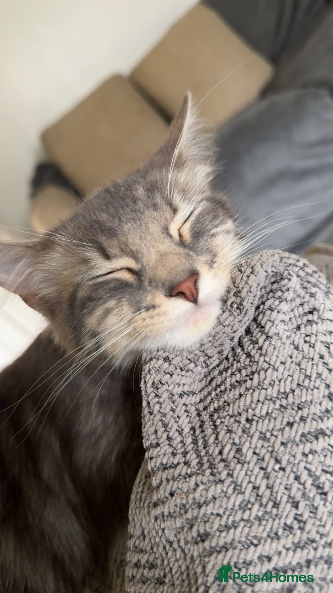 Mixed Breed cats for sale: Long haired Silver tabby and foster kitten - Image 9