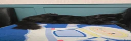 Maine Coon cats for sale: Male Maine Coon Black Smoke - Advert 20