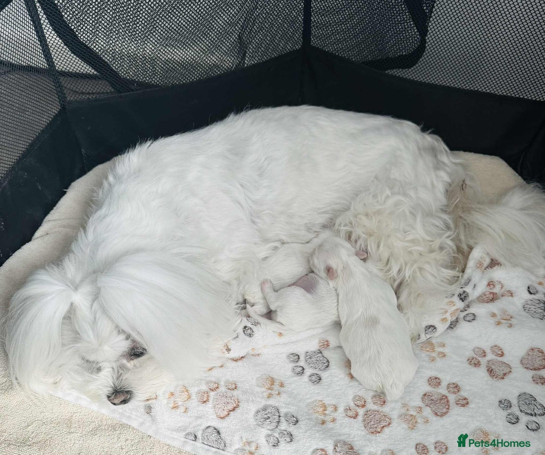 Maltese dogs for sale: KC Registered Maltese Puppies  - Advert 8