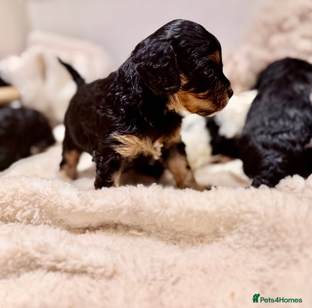 Cavapoo dogs for sale: Exceptional examples of top class cavapoo puppies  - Advert 12